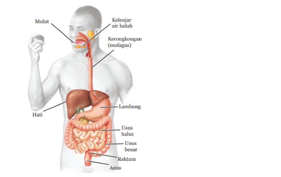 IPA VIII BAB 4 Sistem Pencernaan Manusia GEOGRAPIK