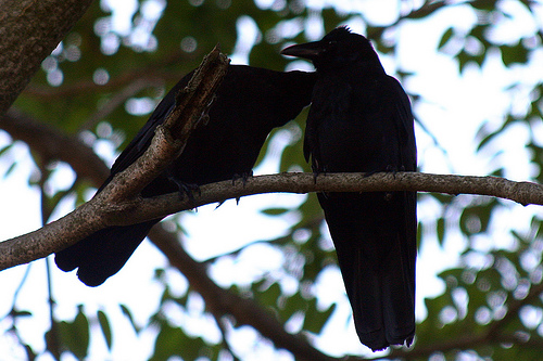 Beautiful Crow Love HD Wallpapers Free Download