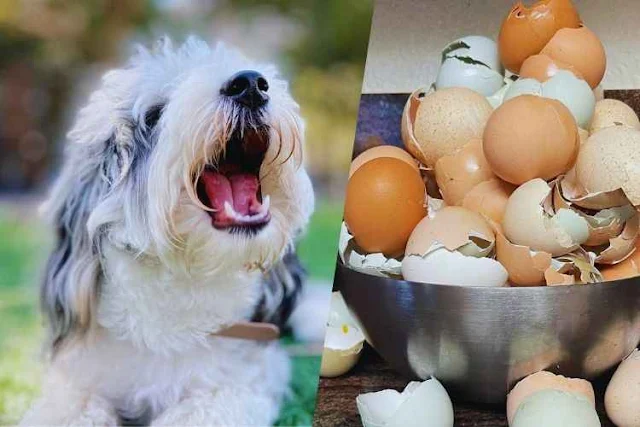 can dogs eat eggshells raw