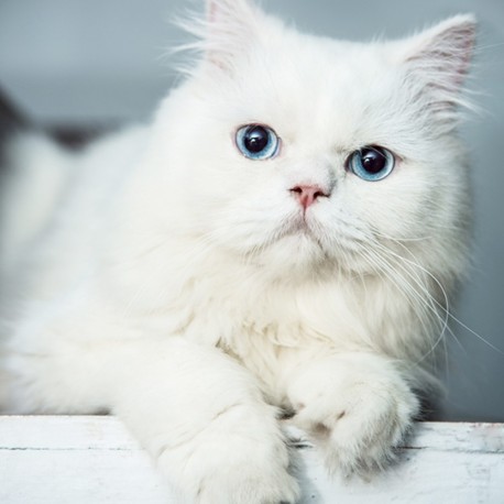 Persian cat