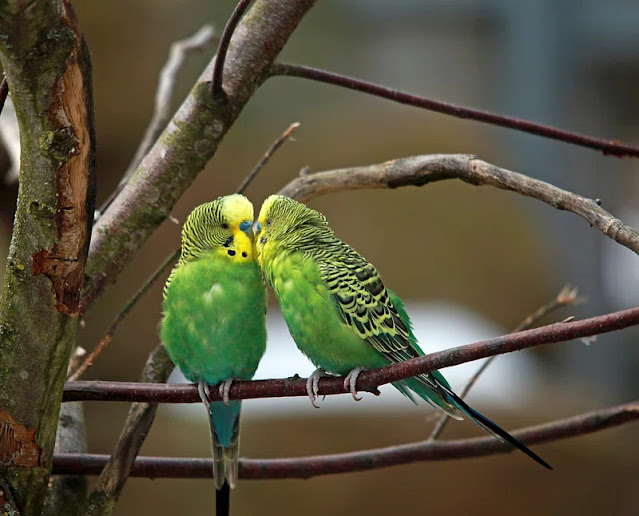 Two sweet green parakeets perched closely in a tree—natural lighting highlights their emerald feathers. A perfect visual for discussing budgies or parakeets as ideal beginner pet birds.