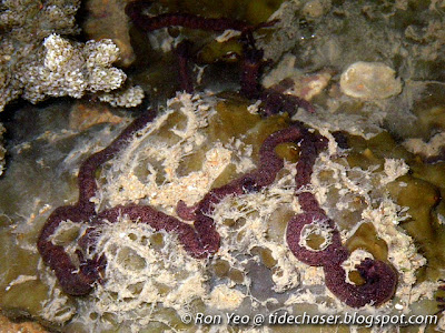 Lampert's sea cucumber (Synaptula lamperti)