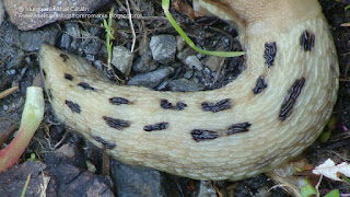 Limax (Limax) cinereoniger DSC83899