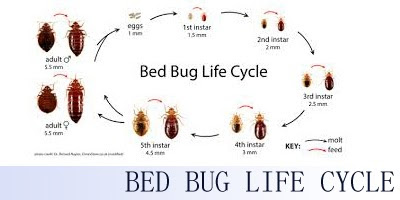القضاء على, والتخلص من ,البق,كيفية القضاء ,على البق , مكافحة والتخلص من, بق الفراش,