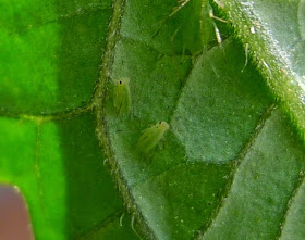 Aphid young, organic pest control