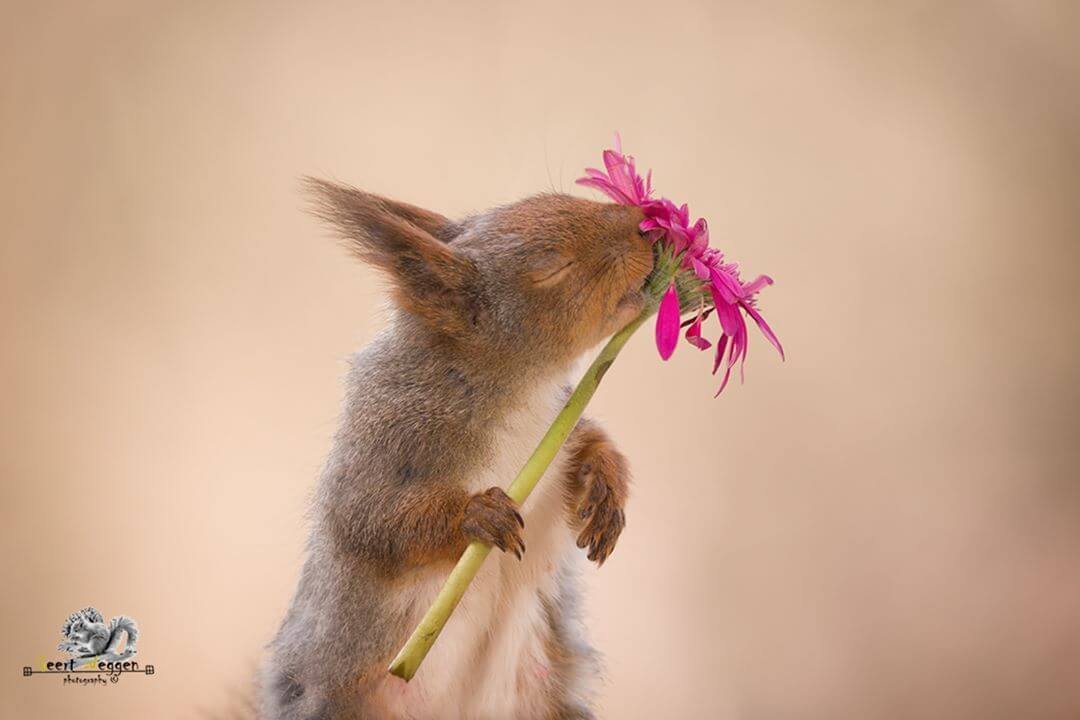 Photographer Captures Charming, Extraordinary Pictures of Wild Squirrels Being Very Curious
