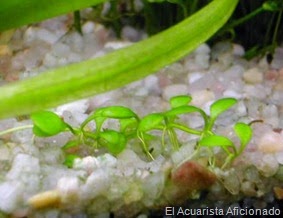 Glossostigma Elatinoides 