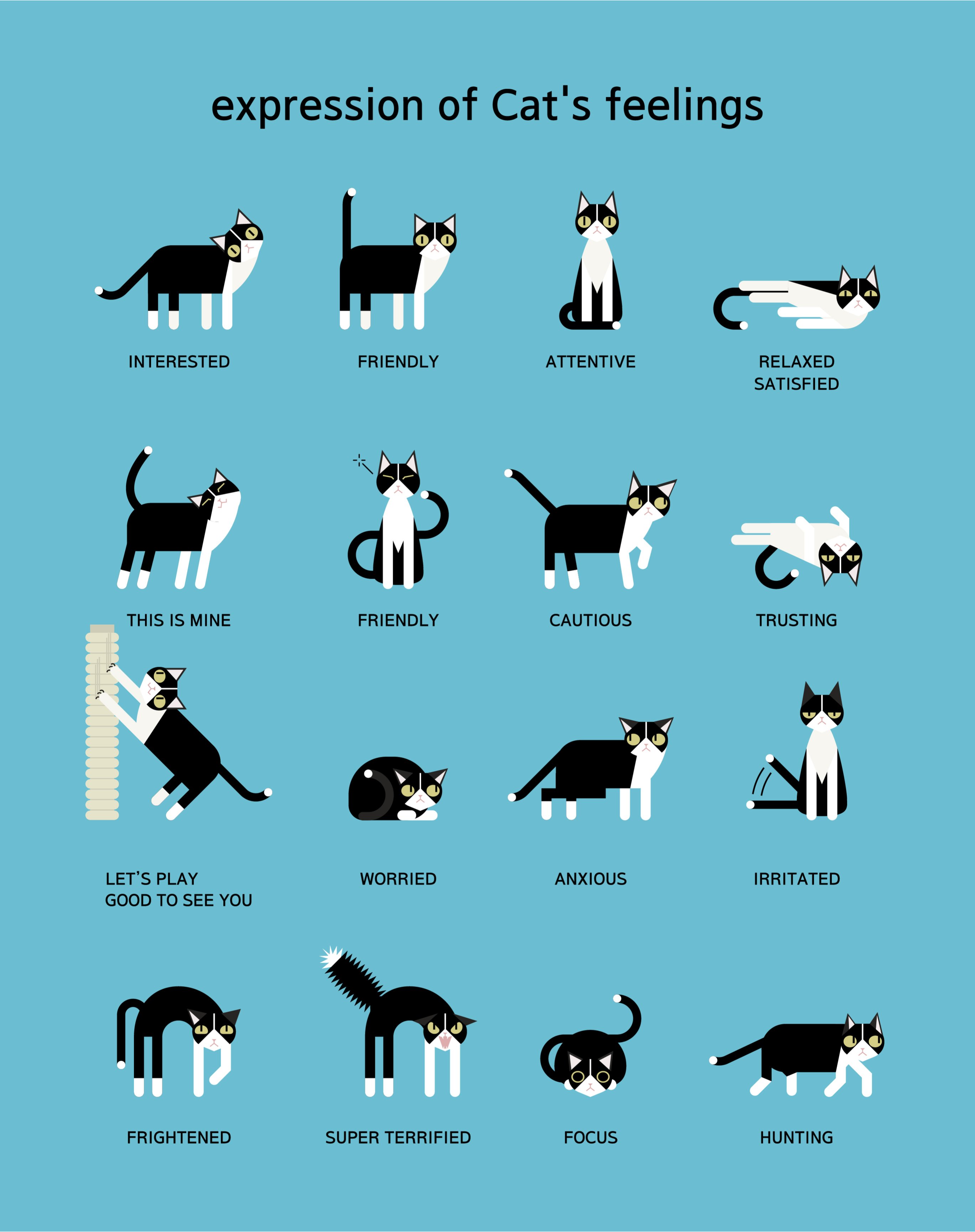 cat body language translation chart