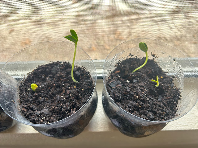two greenhouses with plants sprouting.