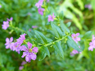 Cuphea hyssopifolia - Étoile du Mexique