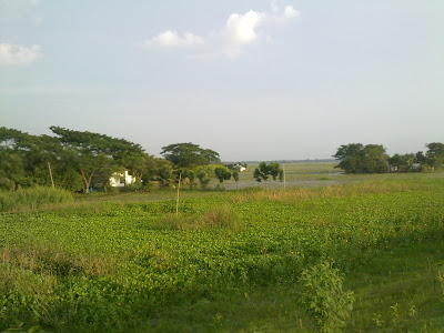 flood in bangladesh, investigation paddy field