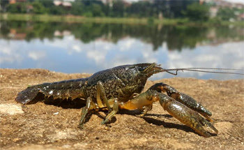 Marmorkrebs, Mutan Air yang Beranak Tanpa Kawin