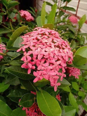 corallillo - Ixora coccinea