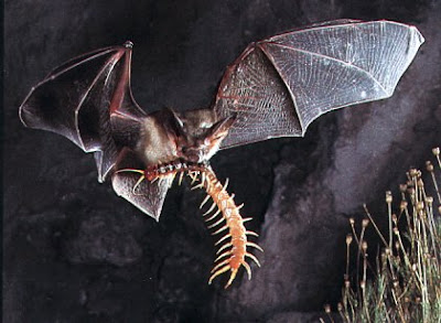 bat in flight with centipede in mouth