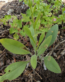 Cynoglossum creticum - Cynoglosse de Crête