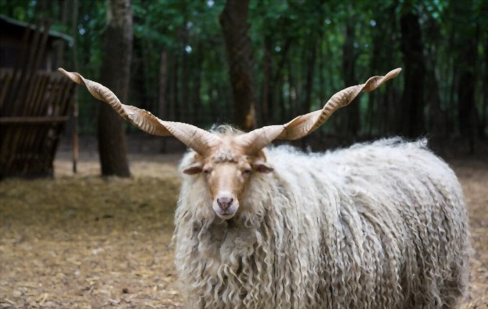 Racka Sheep