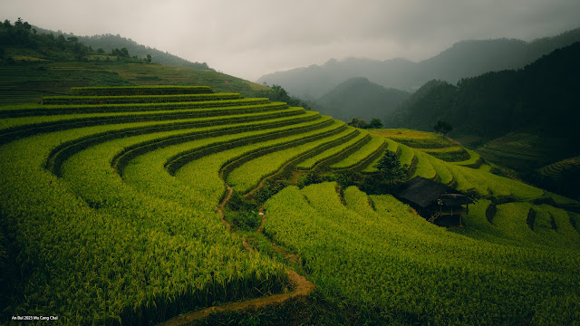 Rice terrace in northern Vietnam