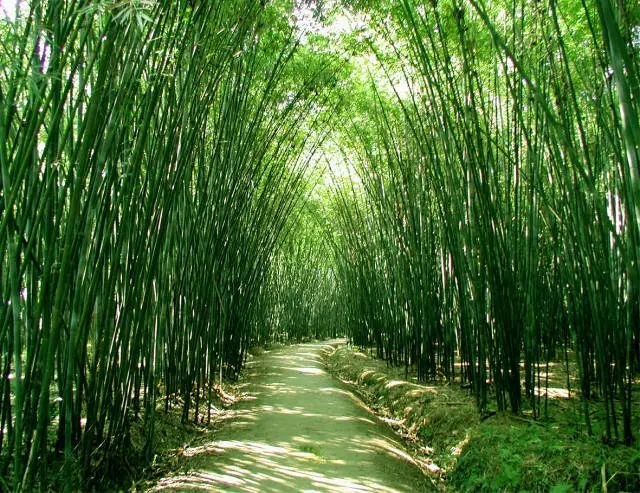 Guangning Ten Miles Bamboo Corridor