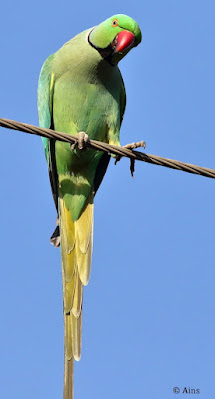 Rose-ringed Parakeet - resident