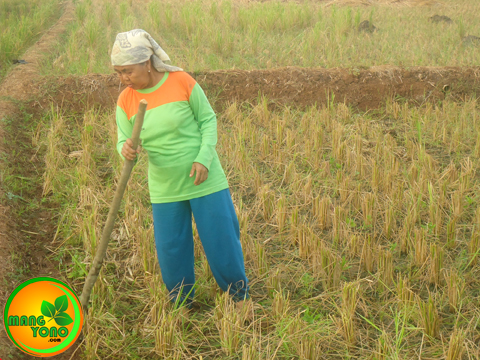 Cara Menanam kacang Hijau di sawah bekas tanaman padi ( Bagian 1 )