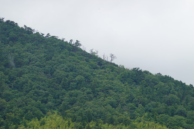 鳥取県西伯郡大山町今在家 佐摩山の眺望