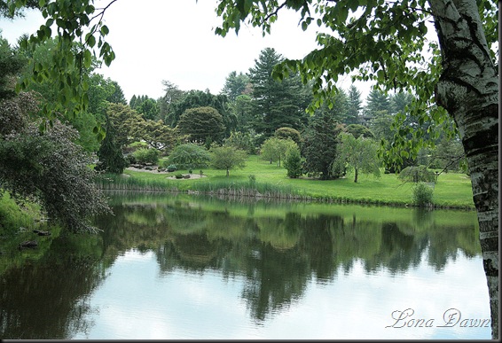 DA_Lake_PaperBirchTree