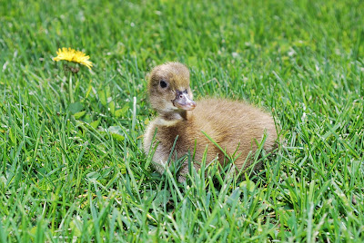 khaki campbell duckling