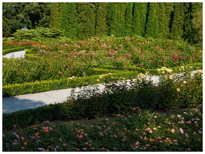 różanka Ogród botaniczny Poznań 