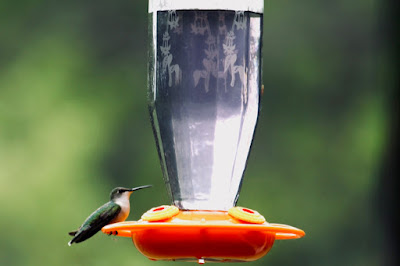 female ruby-throated hummingbird