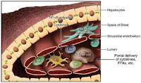 Sinusoidal endothelial cells