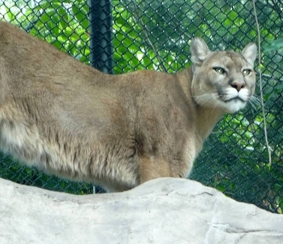 florida panther cub. Florida Panthers, for Now