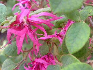 purple flowers, Dallas, Texas