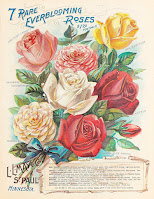 Vintage Flower Seeds, Living From Glory To Glory Blog...