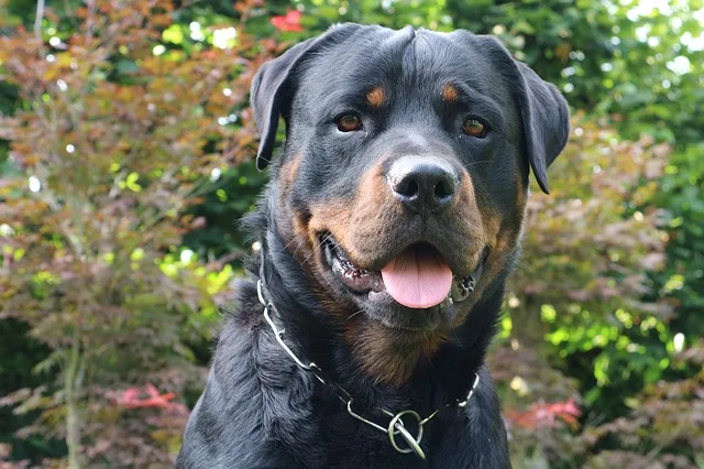 Rottweiler - con chó của tôi nói gì về tôi?