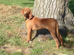 redbone coonhound dog breeds