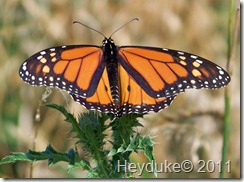 Viceroy Butterfly