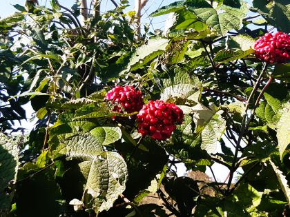 Viburnum lantana