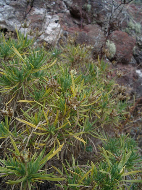 Plantago famarae (Riscos de Famara, Lanzarote)