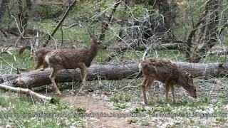 Deer in Zion Canyon