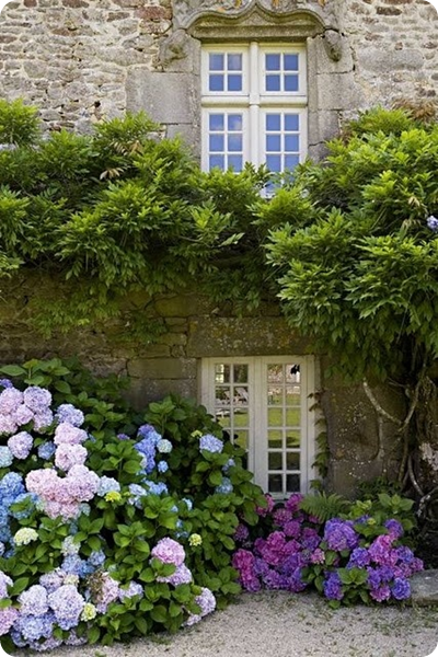 hydrangea garden