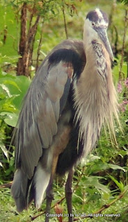 Great Blue Heron Preening