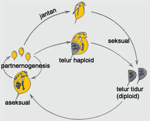 Siklus  Kutu Air Daphnia