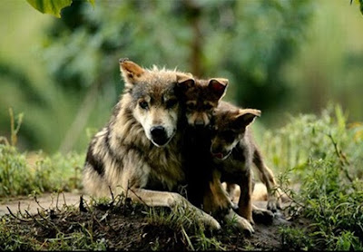 Mother Wolf Photo