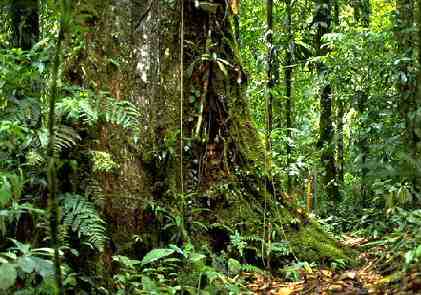 Food Web For Tropical Rainforest. TROPICAL RAINFOREST FOOD CHAIN