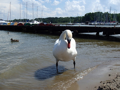 Mazury, żeglowanie po Mazurach, porty mazurskie, port w Krzyżach, zabawy na plaży, raki w jeziorze, agresywny łabędź