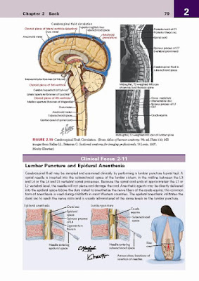 Netter's Clinical Anatomy 4th Edition