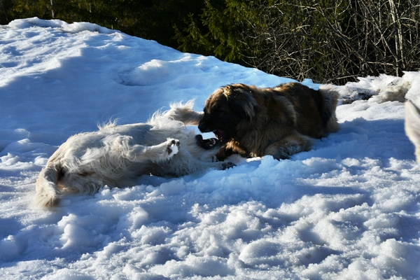 golden retriever leonberger