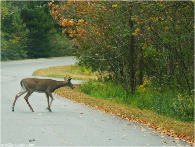 Fauna del Parque Nacional Acadia en Maine