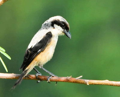 Trik Cara Memilih Burung Cendet Yang Baik dan Benar | B