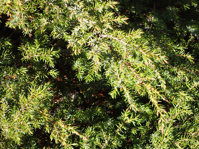 Juniperus communis nana